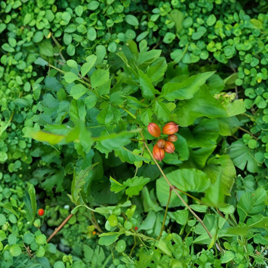 Red Trumpet Vine – Campsis radicans Live Rooted Cuttings | Set of 8 | Hardy Perennial Climbing Vine | Hummingbird Favorite