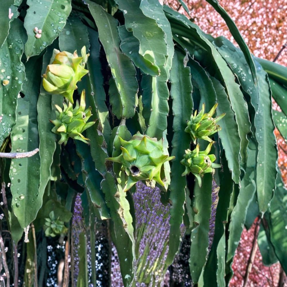Edgar's Baby Dragon Fruit – Selenicereus spp. Live Cutting | 3–6 Inches Tall | No Pot Included | Tropical Fruiting Cactus Vine | Easy to Grow