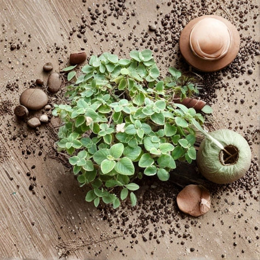 Cuban Oregano Live Plant | 8–12 Inch | 2 Plants Per Pot | Mexican Mint Spanish Thyme | Aromatic Culinary Herb