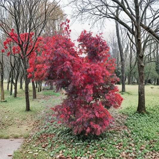 Japanese Maple ‘Red Dawn’ – Full Moon Hybrid Maple Tree | Four-Season Color | #1 Container Plant | 18–24" Tall