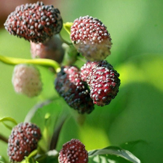 Dwarf Everbearing Mulberry Tree | Morus nigra Live Plant | 6–7 Inches Tall | Includes Nursery Cup | Edible Fruit Tree | Container Friendly