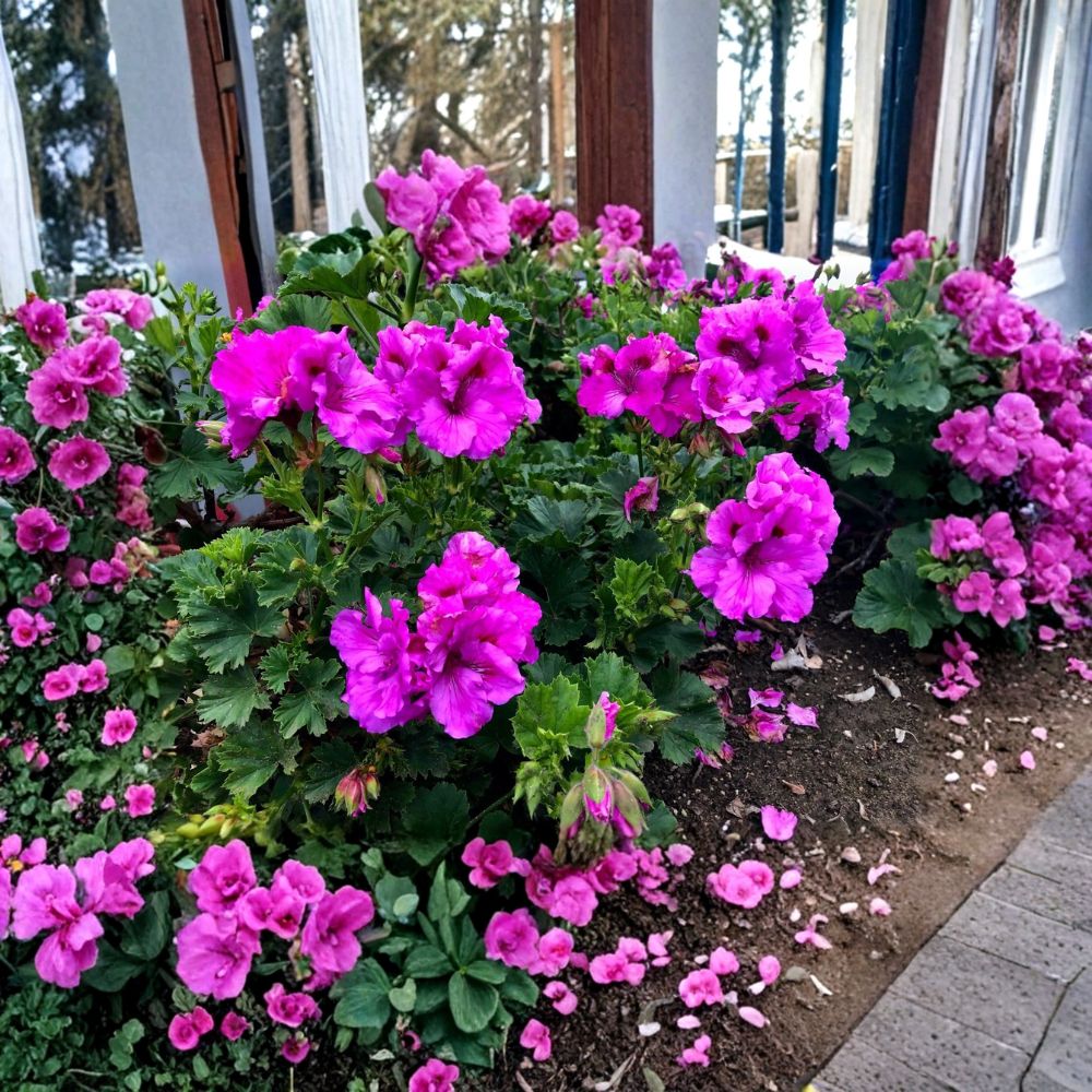 Regal Geranium – Pelargonium × domesticum Live Plant Cutting | 6–8 Inches Long | Purple Flowering Cutting | Easy to Root