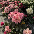Rhododendron ‘Dreamland’ Live Evergreen Shrub | White Blooms with Pink Accents | Cold Hardy Rhododendron | #1 Container Grown