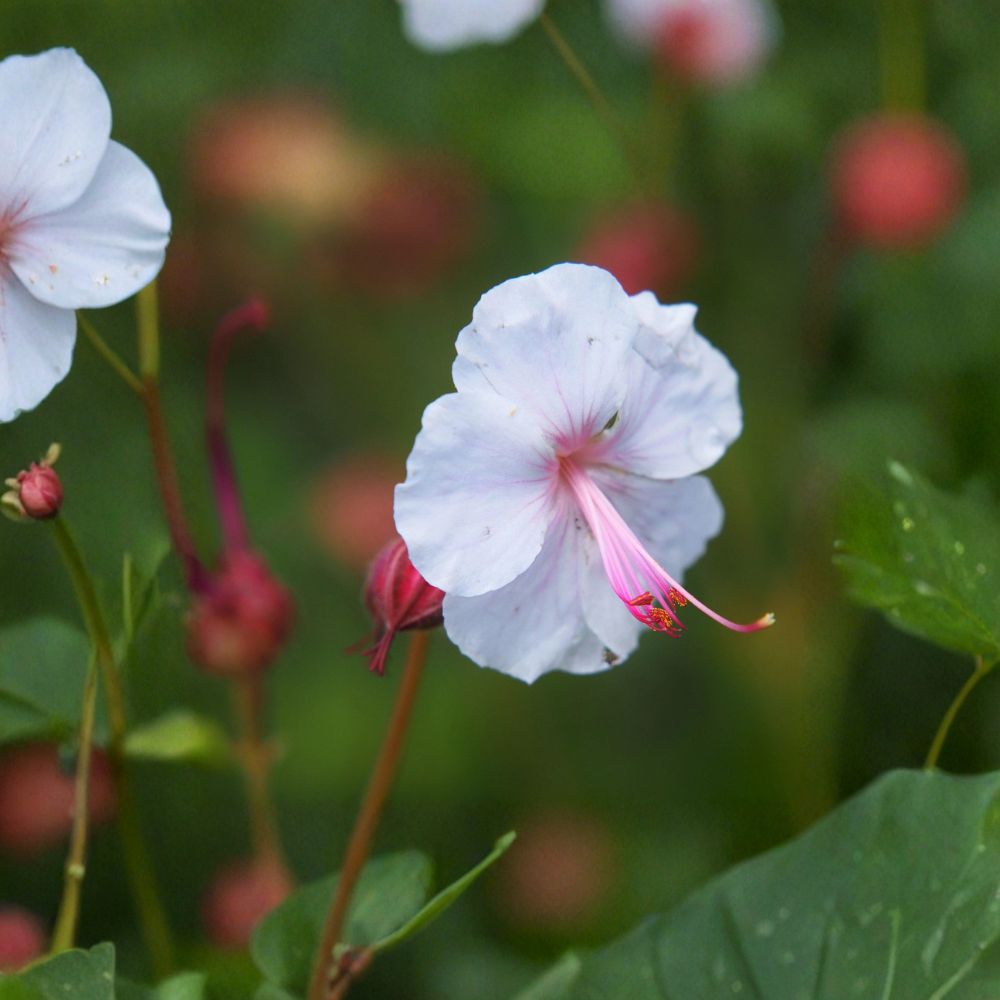 Biokovo Geranium Bare Roots – Hardy Cranesbill Perennial | 3 Live Roots | White & Pink Blooms | Ground Cover Garden Plant | Easy to Grow