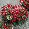 Nicotiana Alata Seeds – 5,000 Bulk Jasmine Tobacco | Night Fragrant Flower | Pollinator Garden Plant | Easy to Grow
