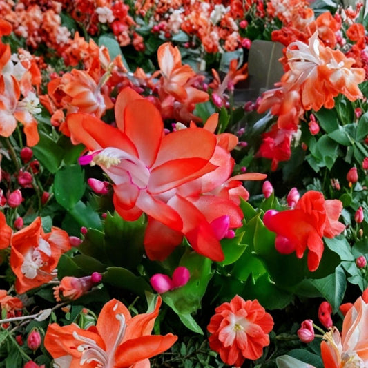 Orange Christmas Cactus Live Plants | 2 Plants in 3 Inch Pots | 5–6 Inch Tall | Holiday Cactus | Indoor Flowering Plant