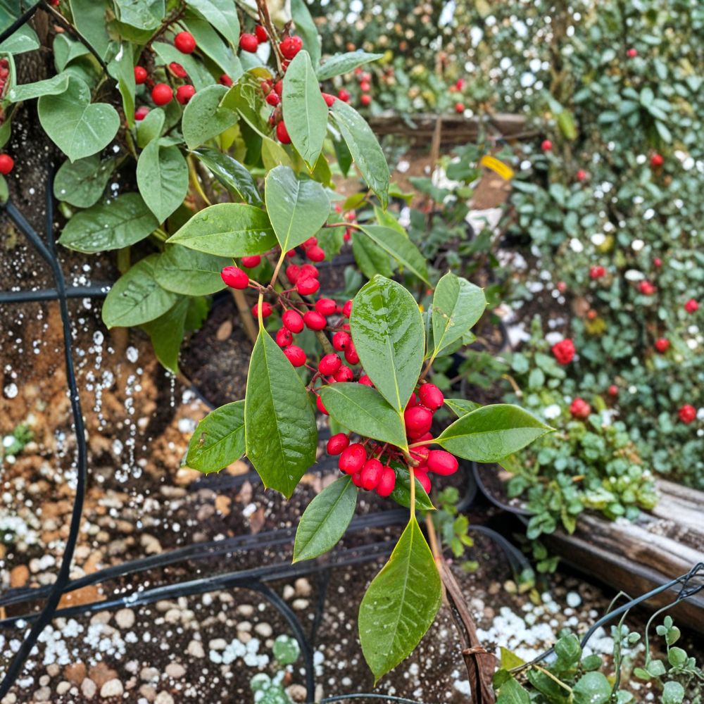 Chief Paduke American Holly – Live Female Evergreen Holly | Quart Pot Plant | Ilex opaca With Orange Red Berries | Native Landscape Tree