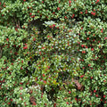 Carnival American Holly – Live Female Evergreen Holly | Quart Pot Plant | Ilex opaca With Orange Red Berries | Cold Hardy Landscape Tree