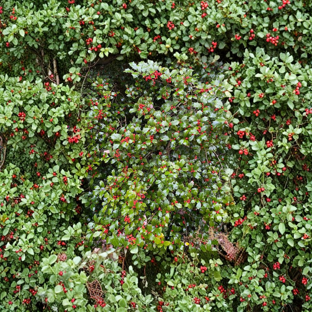 Carnival American Holly – Live Female Evergreen Holly | Quart Pot Plant | Ilex opaca With Orange Red Berries | Cold Hardy Landscape Tree