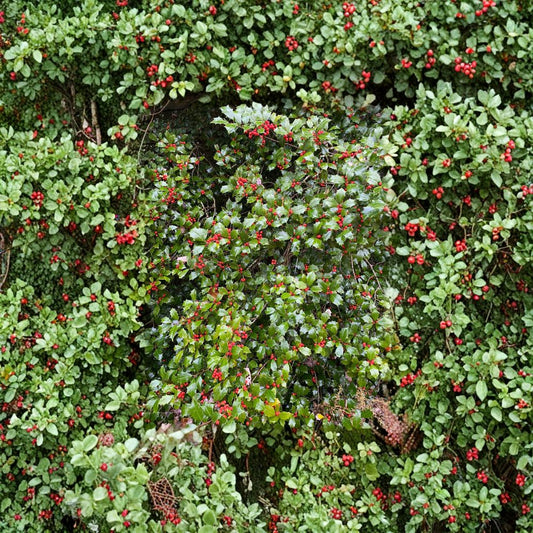 Carnival American Holly – Live Female Evergreen Holly | Quart Pot Plant | Ilex opaca With Orange Red Berries | Cold Hardy Landscape Tree