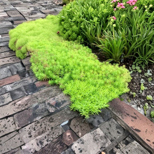Mexican Sedum – Sedum stahlii Live Plant | 1 Gallon Fully Rooted | Evergreen Succulent Groundcover | Drought Tolerant | Trailing Rock Garden Plant | Low Maintenance