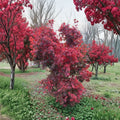 Acer ‘Red Dawn’ Japanese Maple – Full Moon Hybrid Maple Live Tree | 25–30 Inches Tall | Four-Season Color | #3 Container Size