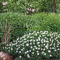 Album White Cranesbill Geranium Seeds – Hardy Perennial | 25+ Seeds Included | Pure White Garden Blooms | Pollinator Friendly | Easy to Grow