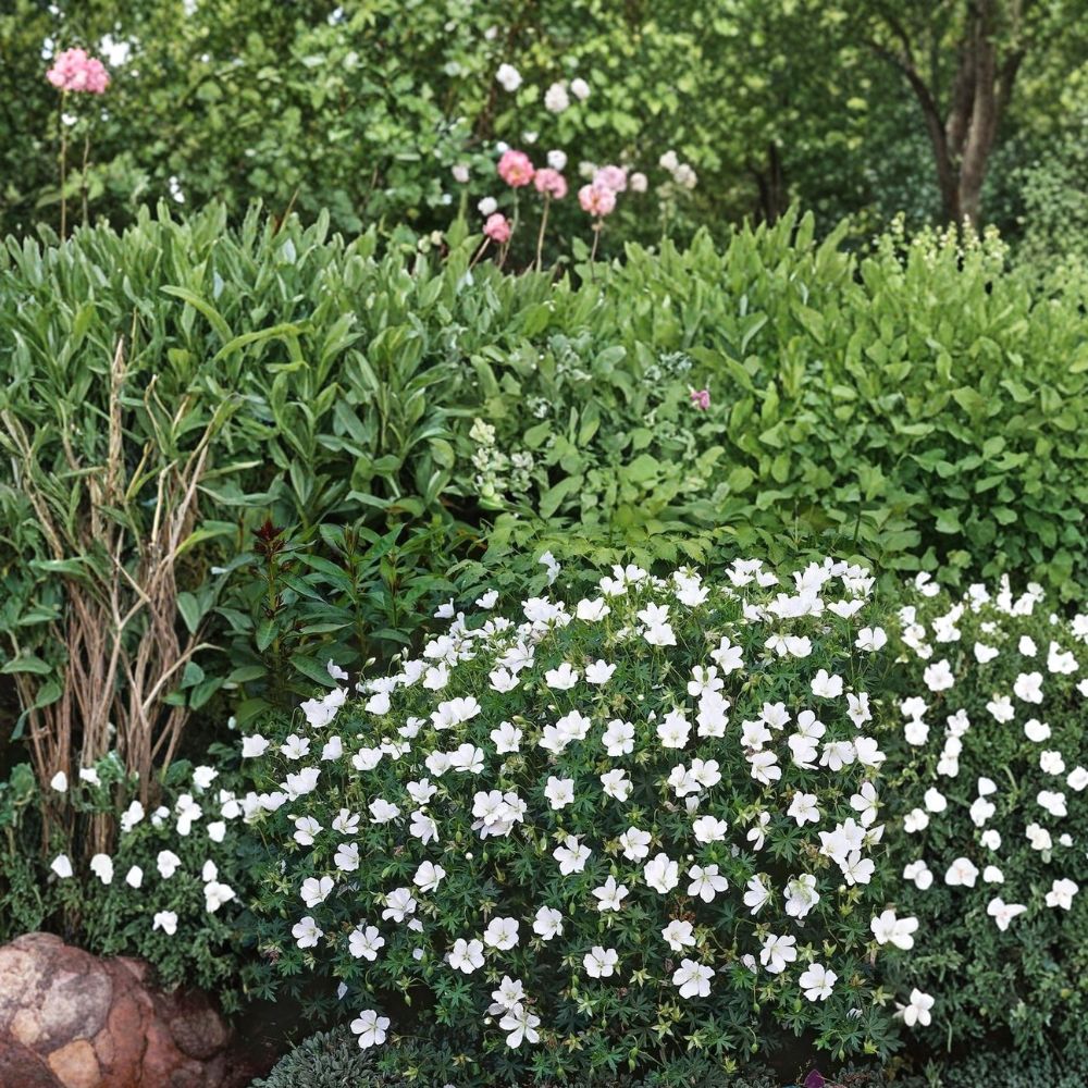 Album White Cranesbill Geranium Seeds – Hardy Perennial | 25+ Seeds Included | Pure White Garden Blooms | Pollinator Friendly | Easy to Grow