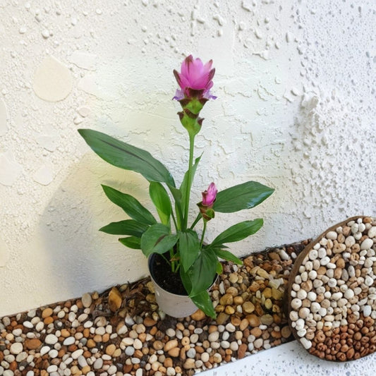 Pink Siam Tulip Live Plant – Curcuma alismatifolia | 3 Inch Potted Starter | Tropical Ginger Plant | Pink Flowers | Exotic Perennial | Zones 9–11