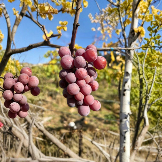 Yates Seeded Grape Plant – Vitis labrusca Live Vine | Includes Nursery Pot Late Season Red Grape Variety | Excellent Storage Grape | Hardy Backyard Vineyard Vine