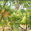 5 Neptune Seedless Table Grape Cuttings – Vitis vinifera Live Propagation Cuttings | Sweet Seedless Grape Variety | Easy Home Growing | US Seller