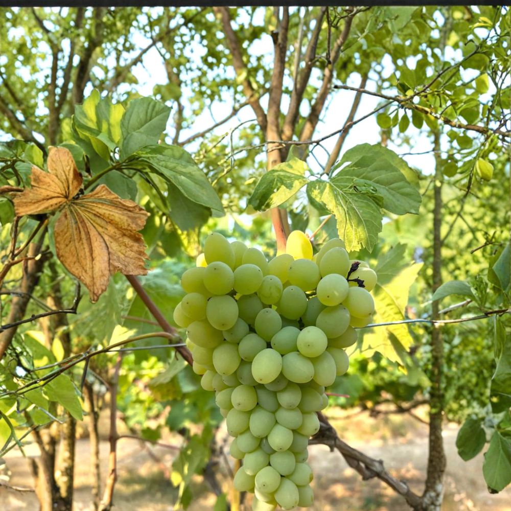 5 Neptune Seedless Table Grape Cuttings – Vitis vinifera Live Propagation Cuttings | Sweet Seedless Grape Variety | Easy Home Growing | US Seller