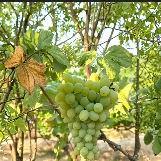 5 Neptune Seedless Table Grape Cuttings – Vitis vinifera Live Propagation Cuttings | Sweet Seedless Grape Variety | Easy Home Growing | US Seller