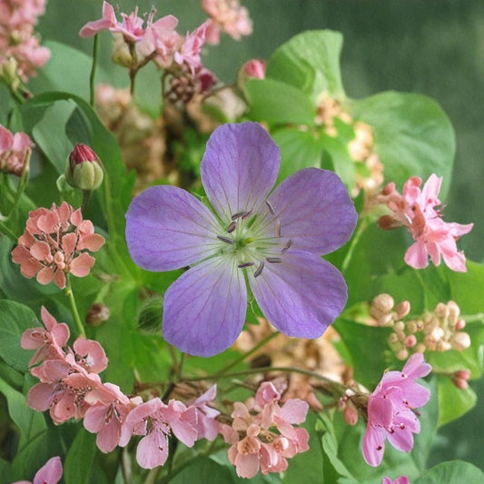 Wild Geranium Cranesbill Bare Roots – 5 Live Plants | Native Woodland Wildflower | Shade Loving Perennial | Pollinator Friendly | Easy to Grow