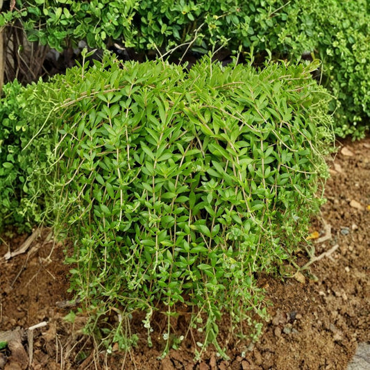 Sedum Sarmentosum – Live Plant Cuttings | Set of 50 | 3–5 Inches Long | Creeping Ground Cover | Easy to Grow