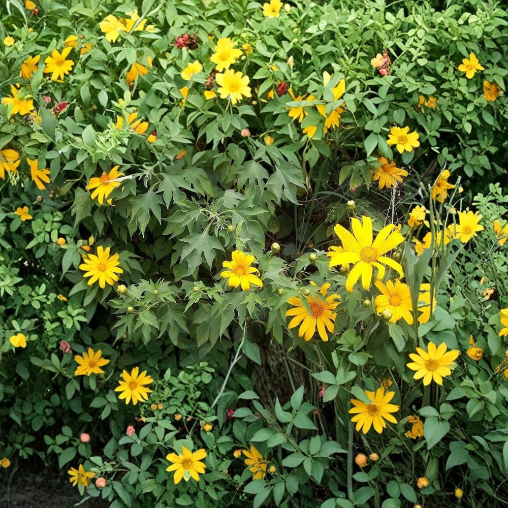 Mexican Sunflower – Tithonia diversifolia Live Cuttings | 5 Cuttings 8 Inches | Tropical Flowering Shrub | Easy to Propagate | Pollinator Friendly
