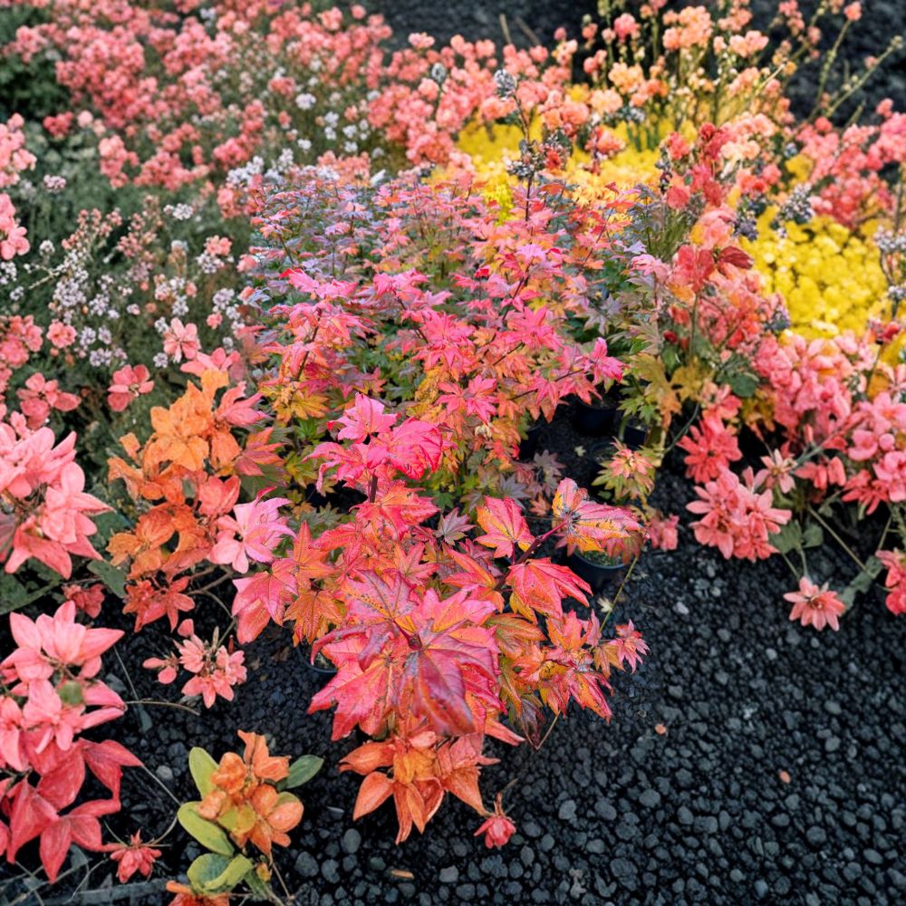 Vine Maple ‘Burgundy Jewel’ – Rare Acer circinatum Hybrid | Deep Burgundy Foliage | #3 Container Tree | 40" Tall