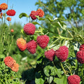 Autumn Britten Raspberry – Live Rooted Everbearing Red Raspberry | Large Sweet Berry Plant | Zones 3–9