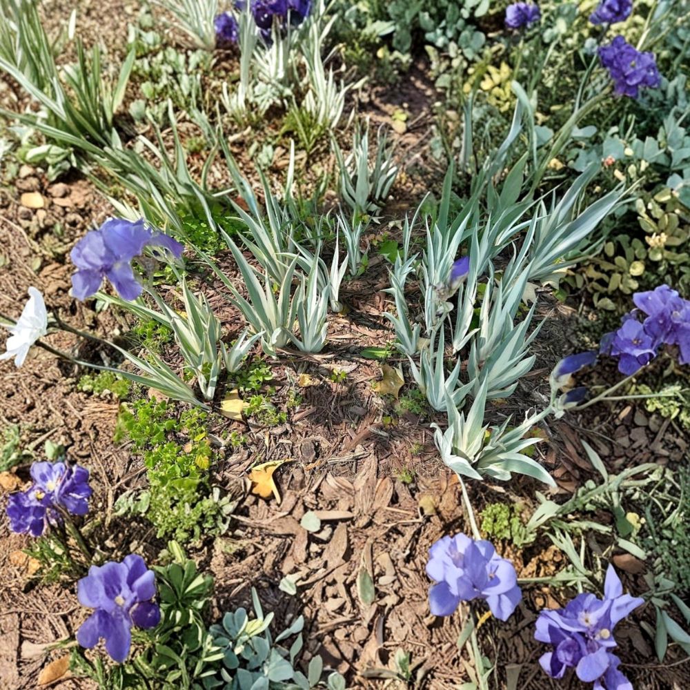 Variegated Iris – Iris Live Rhizome | Light Purple Blooms | Bare Root | Hardy Perennial | Easy to Grow