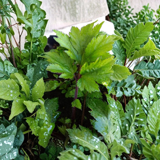 Ashitaba – Angelica keiskei Live Rooted Starter Plant | Japanese Tomorrow's Leaf | Rare Red Stem Herb | Nutritional Garden Plant