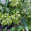Night Blooming Jasmine Plant – Cestrum nocturnum | Live Fragrant Shrub | Evening Scented Flower | Patio & Garden Plant