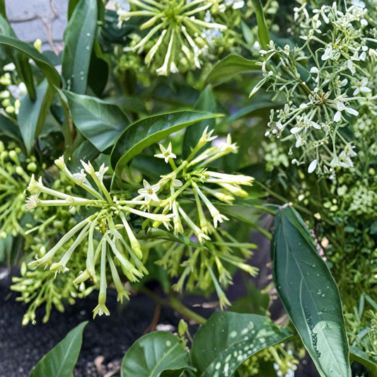 Night Blooming Jasmine Plant – Cestrum nocturnum | Live Fragrant Shrub | Evening Scented Flower | Patio & Garden Plant