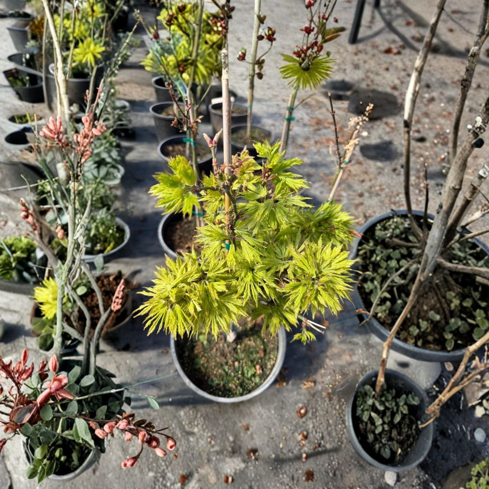 Acer palmatum ‘Sister Ghost’ – Rare Japanese Maple Tree | Golden Fall Color | #3 Container | 25–35" Tall