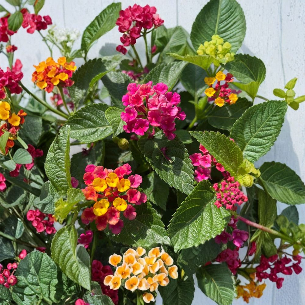 Set of 2 Lantana 'Anne Marie' Live Plants | 4–6 Inches Tall | Bare Root Starter Plants | Colorful Flowering Plant | Butterfly Garden Friendly | Easy to Grow