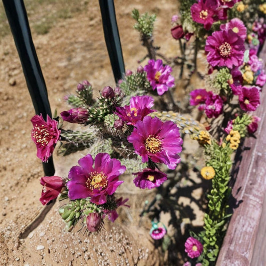 Tree Cholla Cactus Cuttings – 3 Live Cuttings | 4–6 Inches Long | Cylindropuntia imbricata ssp. spinosior | Cold Hardy Cactus