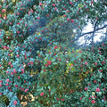 Cave Hill American Holly – Live Female Evergreen Holly | 1 Gallon Pot Plant | 12 Inch Tall Ilex opaca | Hardy Landscape Holly