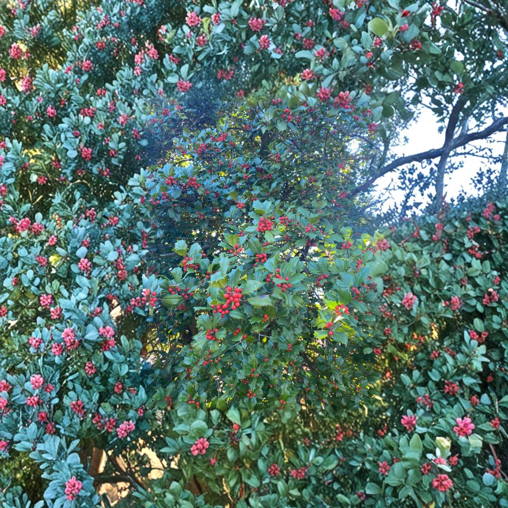 Cave Hill American Holly – Live Female Evergreen Holly | 1 Gallon Pot Plant | 12 Inch Tall Ilex opaca | Hardy Landscape Holly