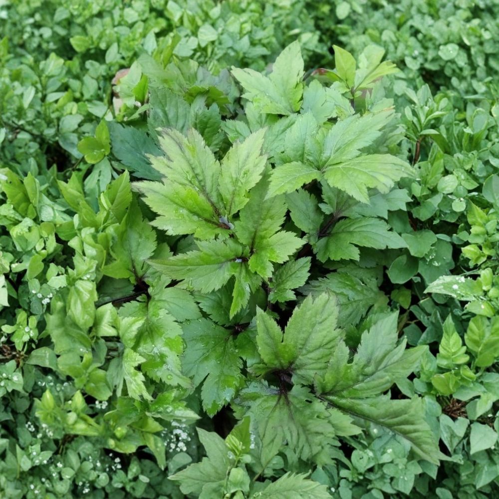 Japanese Ashitaba – Angelica keiskei Live Rooted Starter Plant | Tomorrow's Leaf | Rare Red Stem Herb | Edible Perennial