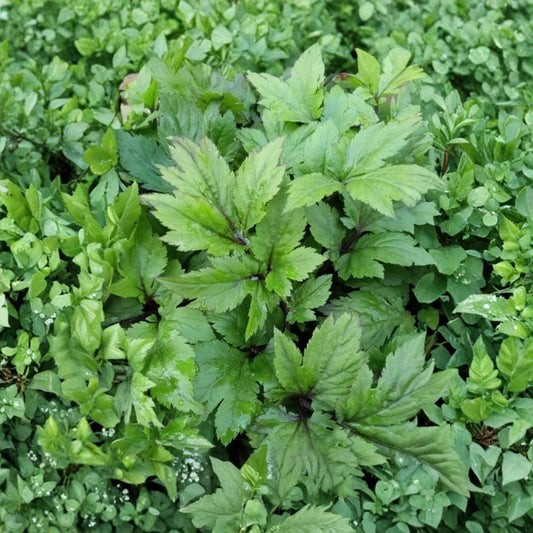 Japanese Ashitaba – Angelica keiskei Live Rooted Starter Plant | Tomorrow's Leaf | Rare Red Stem Herb | Edible Perennial
