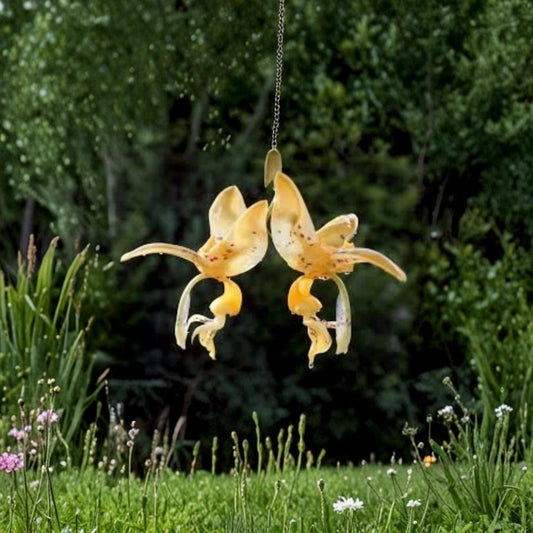 Stanhopea jenischiana Live Orchid Plant | 4 Inch Pot | Fragrant Golden Yellow Blooms | Tropical Orchid | Hanging Basket Orchid