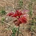 Toona sinensis Fragrant Spring Tree – 香椿 Live Plant | 1 Gallon Pot | Edible Chinese Toon Tree | Aromatic Leaf Harvest Tree | Fast Growing Garden Favorite