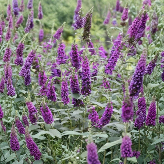 Dark Purple Buddleia Butterfly Bush – 2 Live Starter Plants | 4–9 Inches Tall | Fragrant Flowering Shrub | Butterfly & Hummingbird Plant | Outdoor Garden Plant