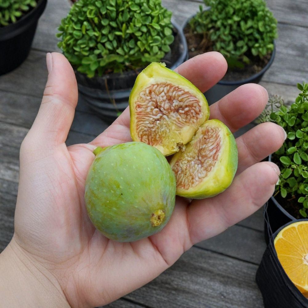 Lattarula Fig Live Starter Plant – Ficus carica | Well Rooted Fig Tree in Nursery Pot | Edible Fruit Tree | Patio & Backyard Friendly | Easy to Grow