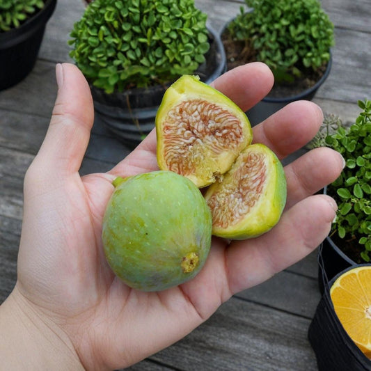 Lattarula Fig Live Starter Plant – Ficus carica | Well Rooted Fig Tree in Nursery Pot | Edible Fruit Tree | Patio & Backyard Friendly | Easy to Grow