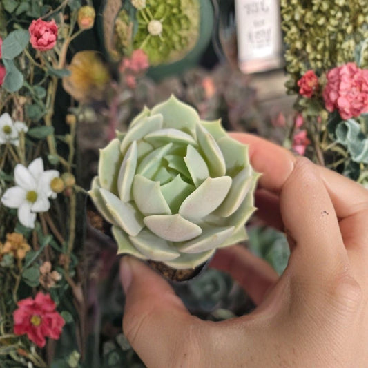 Echeveria Lola Live Succulent Plant – 2 Inch | Purple-Lavender Rosette | Bare Root Succulent | Imported Live Plant | Easy-Care Collector Succulent