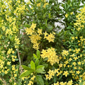 Yellow Ixora Coccinea Seeds – Jungle Geranium | 5 Rare Seeds Included | Tropical Flowering Shrub | Patio & Container Friendly | Easy to Grow
