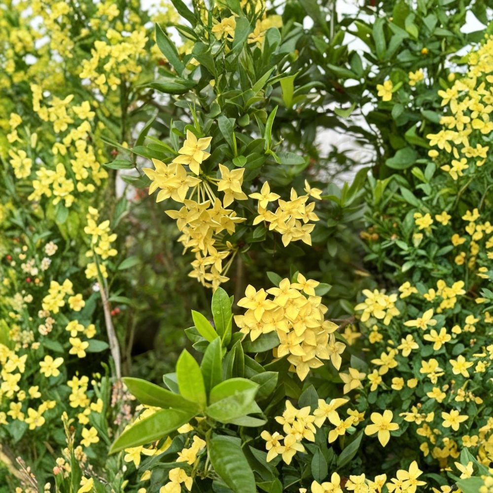 Yellow Ixora Coccinea Seeds – Jungle Geranium | 5 Rare Seeds Included | Tropical Flowering Shrub | Patio & Container Friendly | Easy to Grow