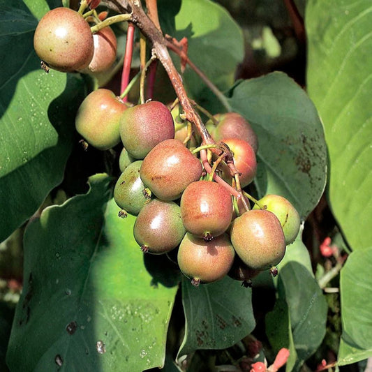 Geneva Hardy Kiwi – Female Live Rooted Kiwi Vine | Sweet Fuzzless Edible Kiwi | Zones 4–8