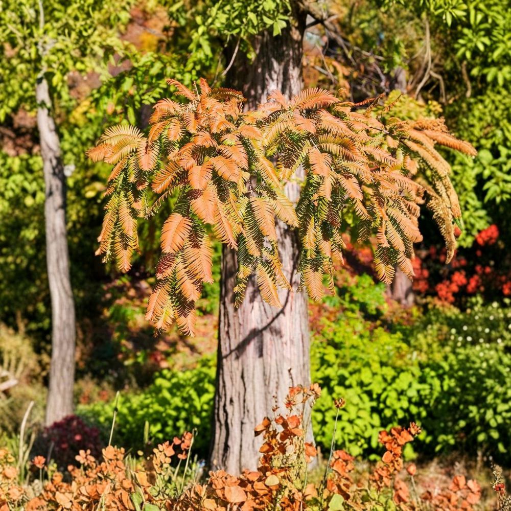 Dawn Redwood Tree – Metasequoia glyptostroboides Live Bare Root | 12–24 Inches Tall | Fast Growing Deciduous Conifer | Cold Hardy | Ready to Plant