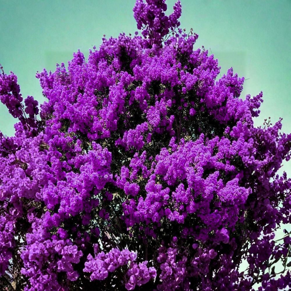 Dark Purple Crepe Myrtle – 2 Live Rooted Plants | 6 Inch Starter Shrubs | Bare Root Flowering Tree | Fast Growing Landscape Plant